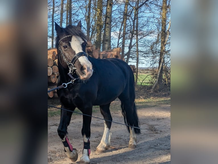 Welsh-C Hongre 9 Ans 132 cm Noir in Wiershop