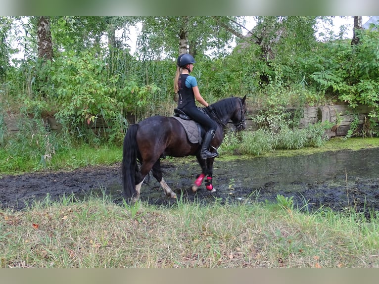 Welsh-C Hongre 9 Ans 132 cm Noir in Wiershop