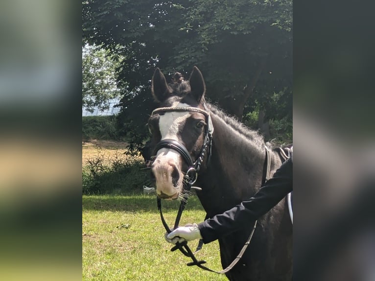 Welsh-C Hongre 9 Ans 132 cm Noir in Wiershop