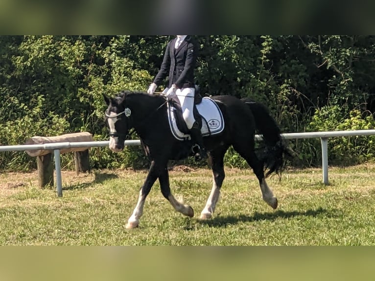 Welsh-C Hongre 9 Ans 132 cm Noir in Wiershop