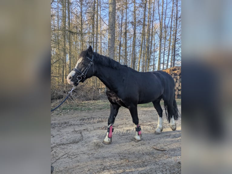 Welsh-C Hongre 9 Ans 132 cm Noir in Wiershop