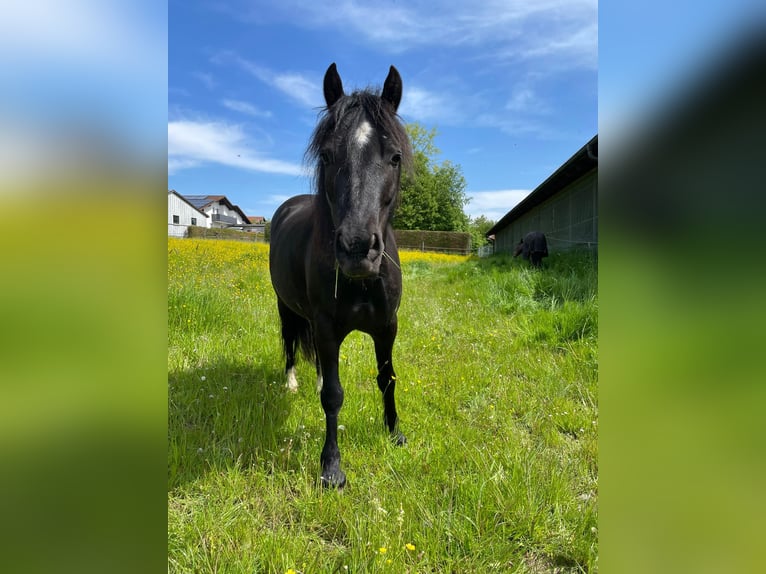 Welsh-C Hongre 9 Ans 134 cm Noir in Falkenberg