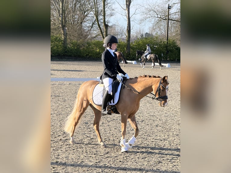 Welsh-C Hongre 9 Ans 137 cm Bai cerise in Walem