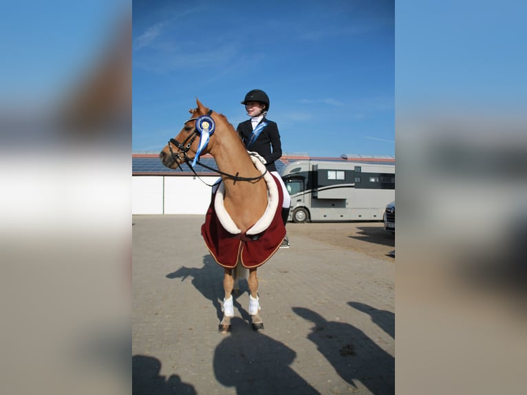 Welsh-C Hongre 9 Ans 137 cm Bai cerise in Walem