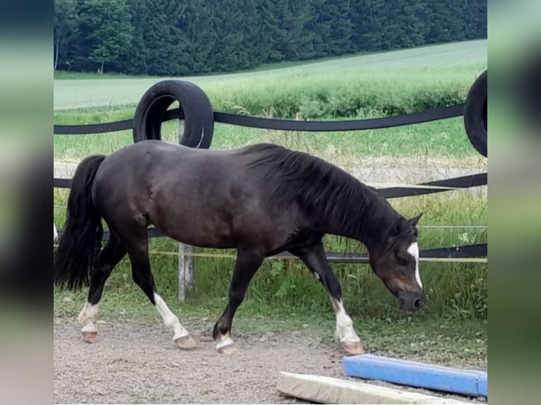 Welsh-C Jument 10 Ans 127 cm Alezan brûlé in Lauterstein