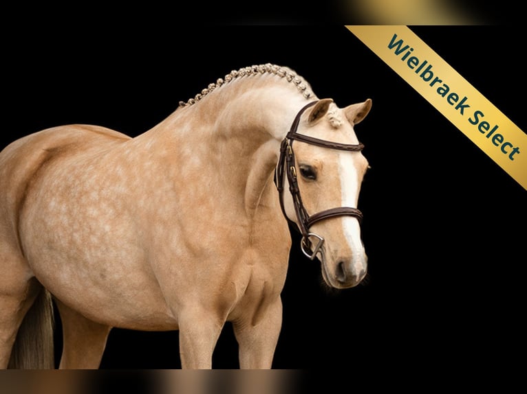 Welsh-C Jument 10 Ans 136 cm Palomino in Oost West en Middelbeers