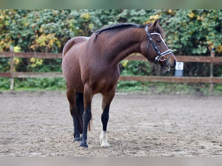 Welsh-C Jument 10 Ans 138 cm Bai in Blekendorf