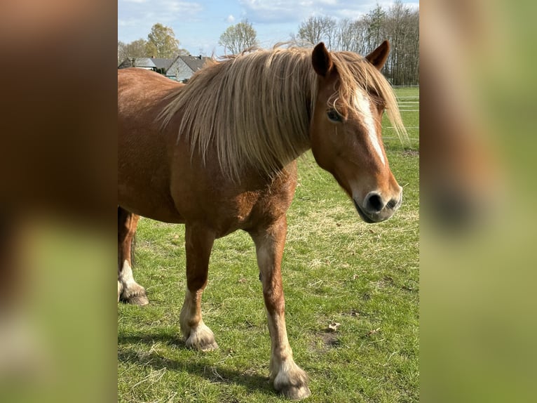 Welsh-C Croisé Jument 10 Ans 160 cm Alezan in Raddestorf