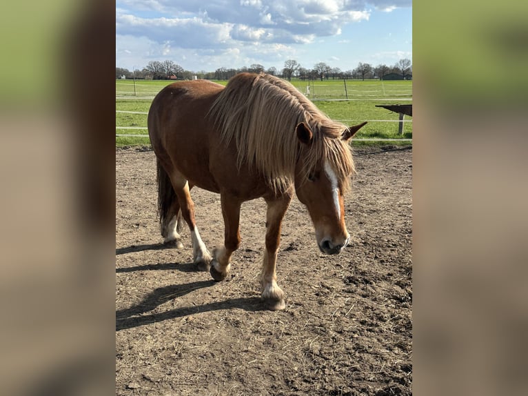 Welsh-C Croisé Jument 10 Ans 160 cm Alezan in Raddestorf