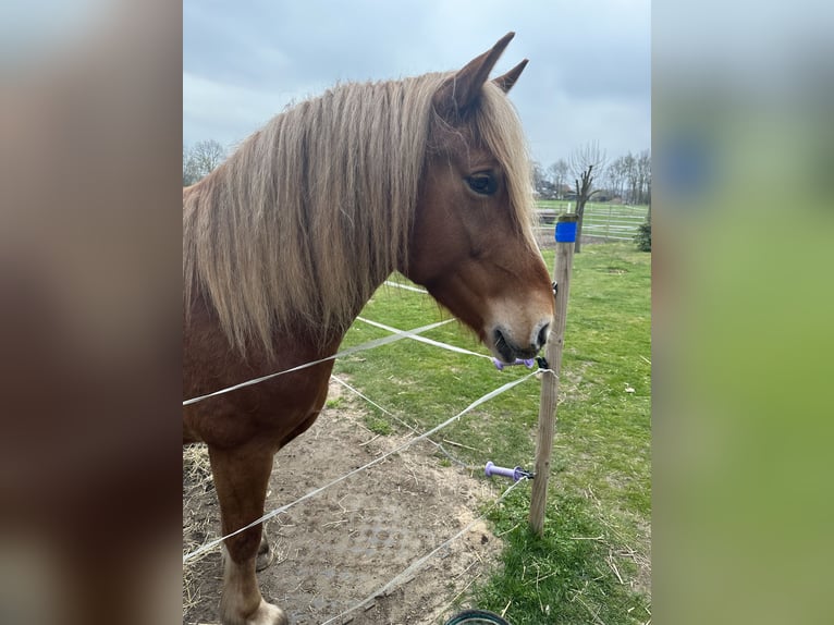 Welsh-C Croisé Jument 10 Ans 160 cm Alezan in Raddestorf