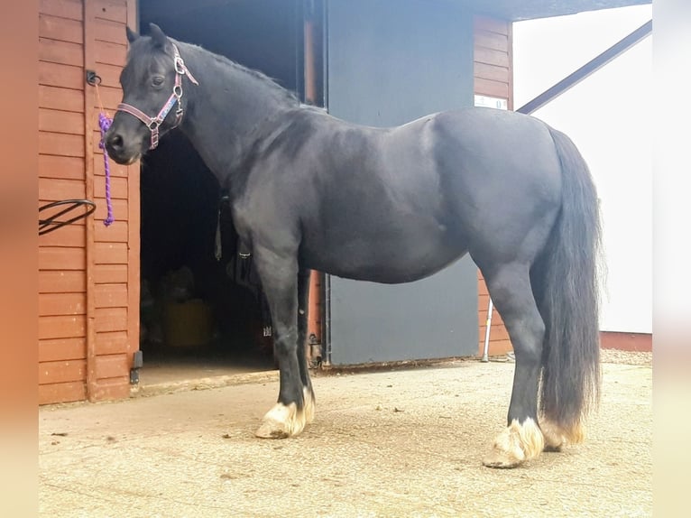 Welsh-C Jument 11 Ans 127 cm Noir in Rotherham