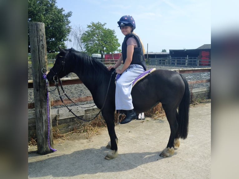 Welsh-C Jument 11 Ans 127 cm Noir in Rotherham