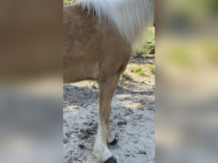 Welsh-C Jument 11 Ans 127 cm Palomino in Aix en provence