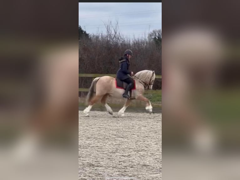Welsh-C Jument 11 Ans 133 cm Palomino in Hengelo (Gld)