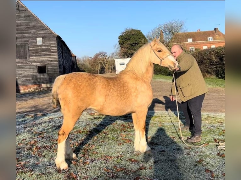Welsh-C Jument 11 Ans 133 cm Palomino in Hengelo (Gld)