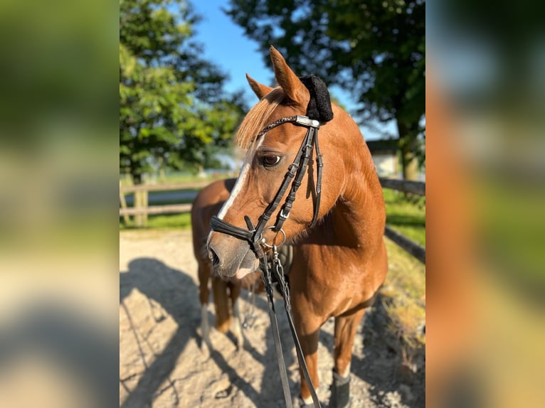 Welsh-C Jument 12 Ans 138 cm Alezan in Uedem