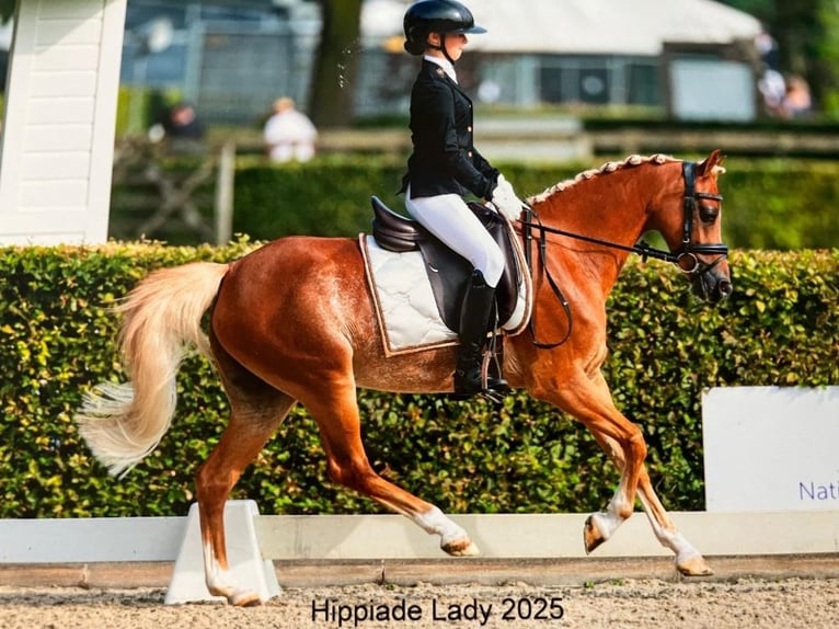 Welsh-C Jument 13 Ans 132 cm Alezan brûlé in Rijssen
