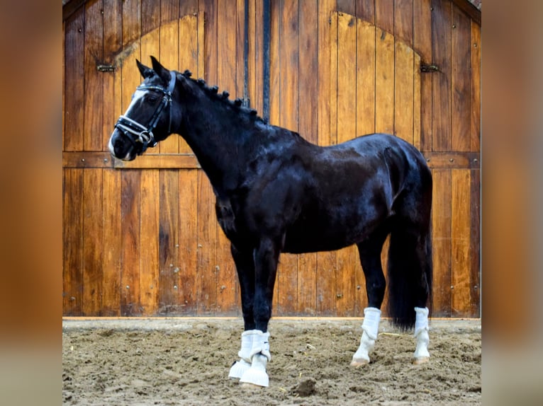 Welsh-C Jument 14 Ans 133 cm Noir in Putten