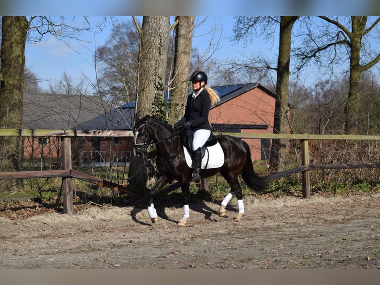 Welsh-C Jument 14 Ans 133 cm Noir in Putten