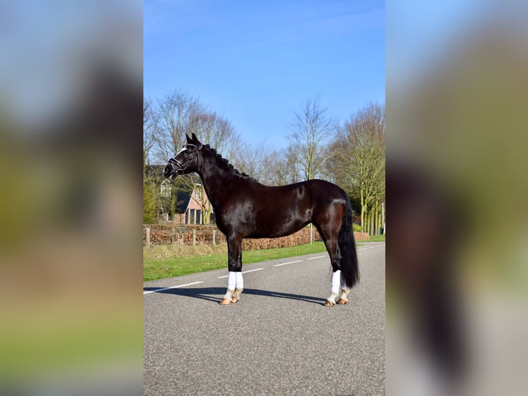 Welsh-C Jument 14 Ans 133 cm Noir in Putten