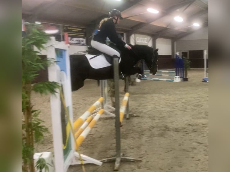 Welsh-C Jument 14 Ans 133 cm Noir in Putten