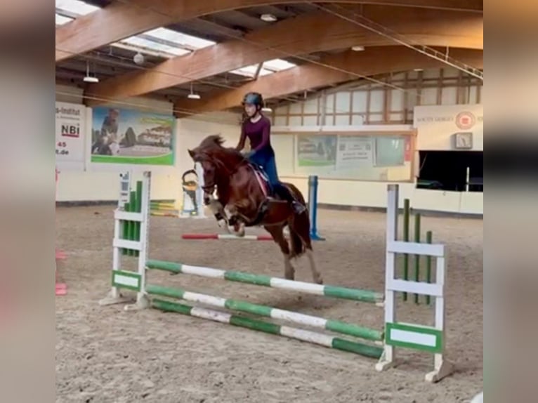 Welsh-C Jument 14 Ans 136 cm Alezan brûlé in Bremen