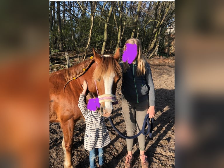 Welsh-C Jument 14 Ans 137 cm Alezan in Liebenau