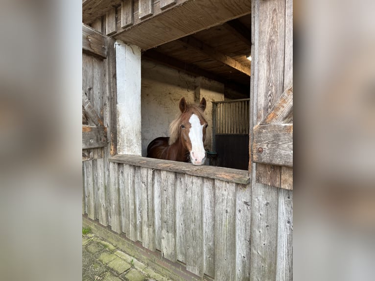 Welsh-C Jument 14 Ans 140 cm Alezan in Wardenburg