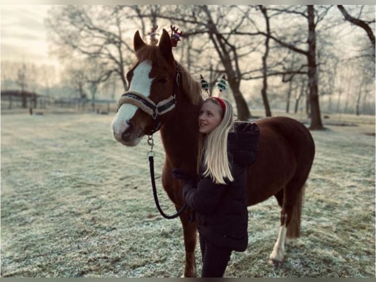 Welsh-C Jument 14 Ans 140 cm Alezan in Wardenburg