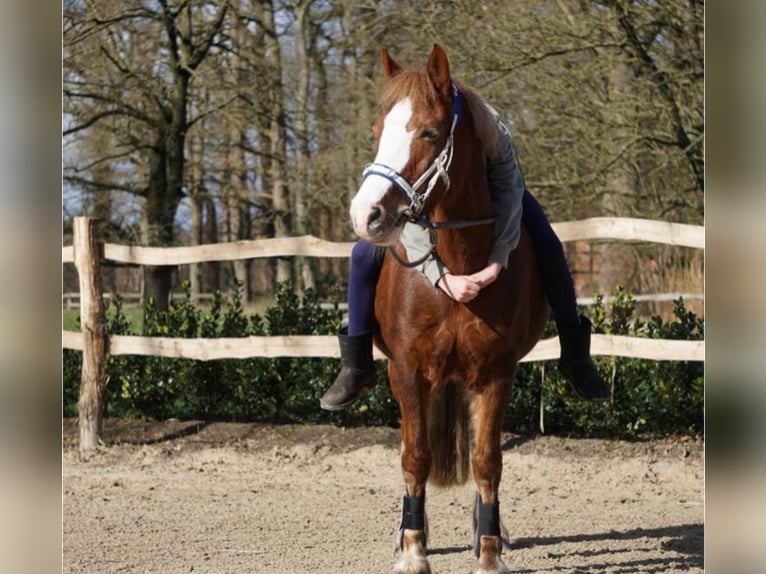 Welsh-C Jument 14 Ans 140 cm Alezan in Wardenburg