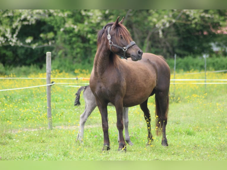 Welsh-C Jument 15 Ans 135 cm Noir in Sauveterre-de-B&#xE9;arn