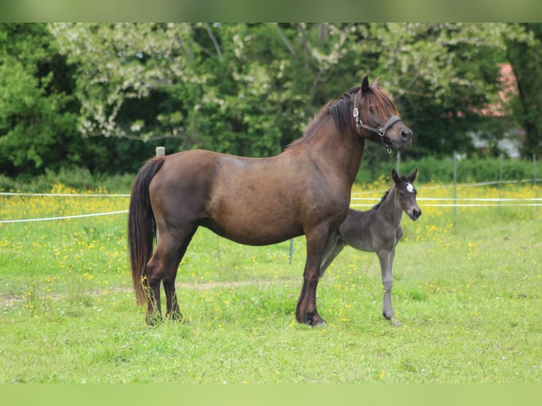 Welsh-C Jument 15 Ans 135 cm Noir in Sauveterre-de-B&#xE9;arn