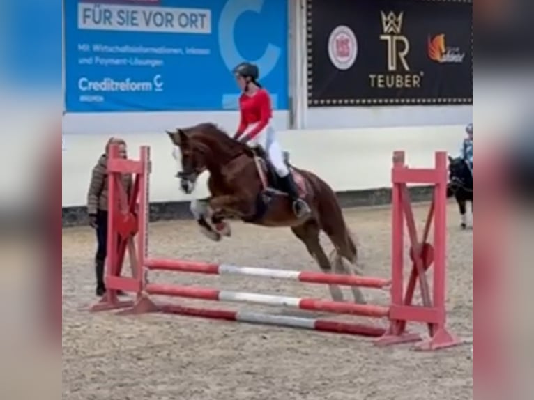 Welsh-C Jument 15 Ans 136 cm Alezan brûlé in Bremen
