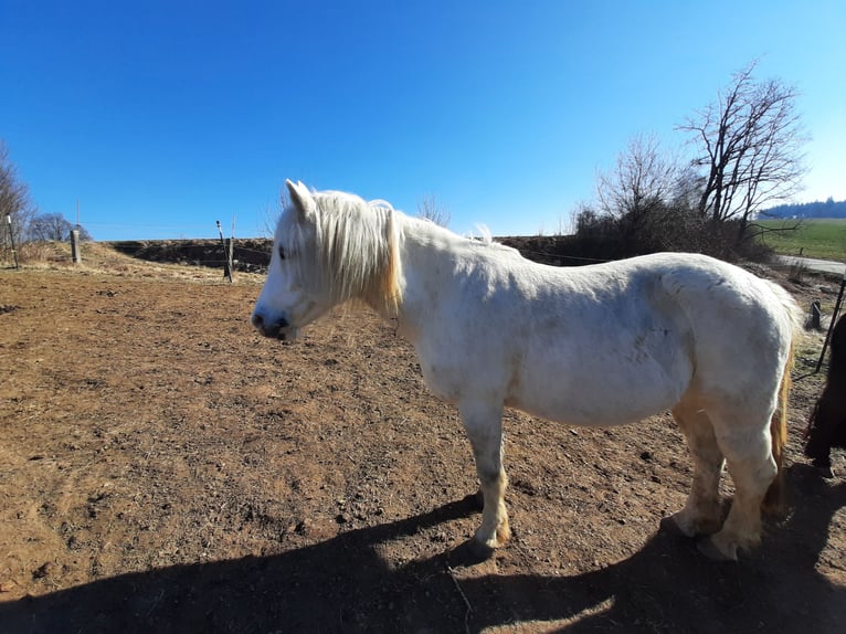 Welsh-C Croisé Jument 15 Ans 136 cm Gris in Todtenweis
