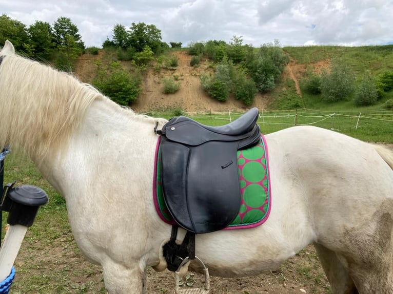 Welsh-C Croisé Jument 16 Ans 135 cm Gris in Rehling