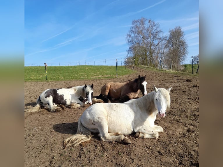 Welsh-C Croisé Jument 16 Ans 135 cm Gris in Rehling