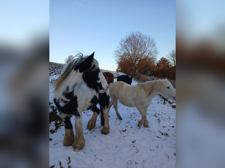 Welsh-C Croisé Jument 16 Ans 135 cm Gris in Rehling