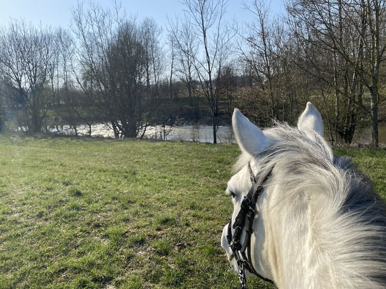 Welsh-C Jument 16 Ans 139 cm Gris in Eichendorf