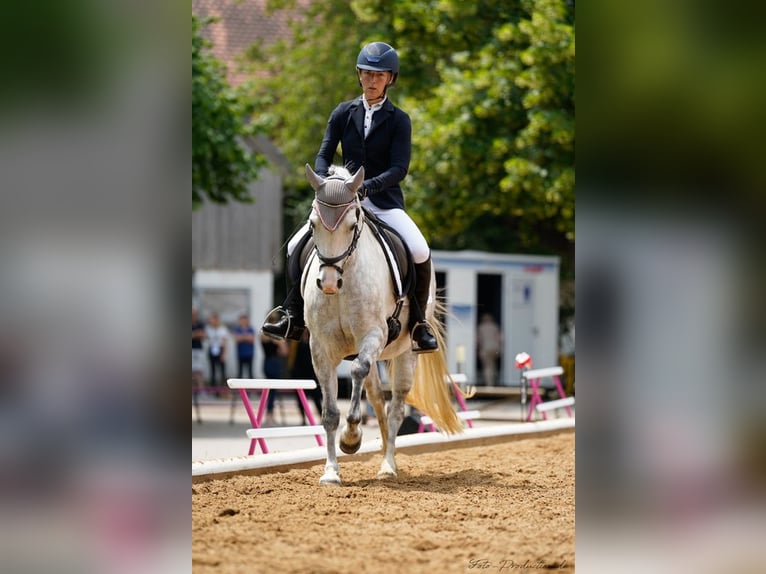 Welsh-C Jument 16 Ans 139 cm Gris in Eichendorf