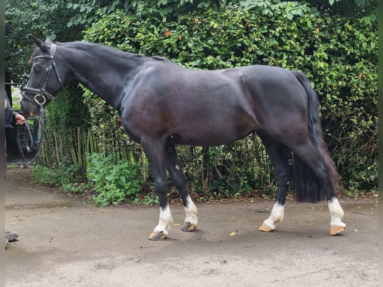 Welsh-C Jument 16 Ans 141 cm Noir in Troisdorf