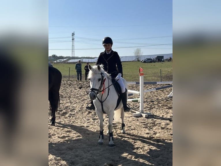 Welsh-C Jument 17 Ans 134 cm in Papenhagen