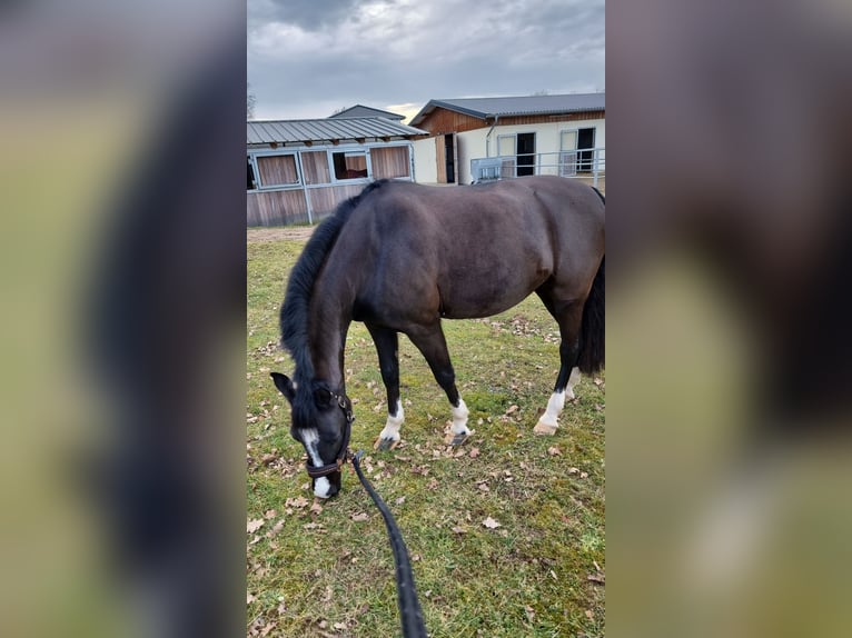 Welsh-C Jument 17 Ans 141 cm Noir in Troisdorf