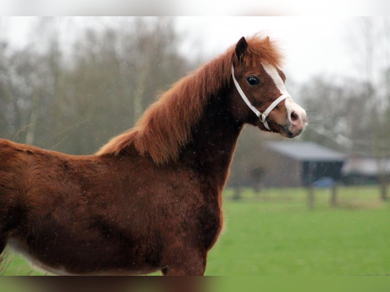 Welsh-C Jument 1 Année 130 cm  in Hengelo (Gld)