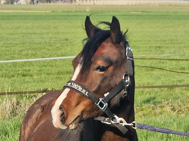 Welsh-C Jument 2 Ans 130 cm Bai brun in Korschenbroich
