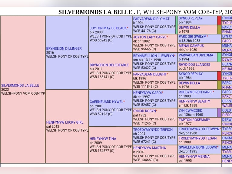 Welsh-C Jument 2 Ans 132 cm Alezan in Freyburg