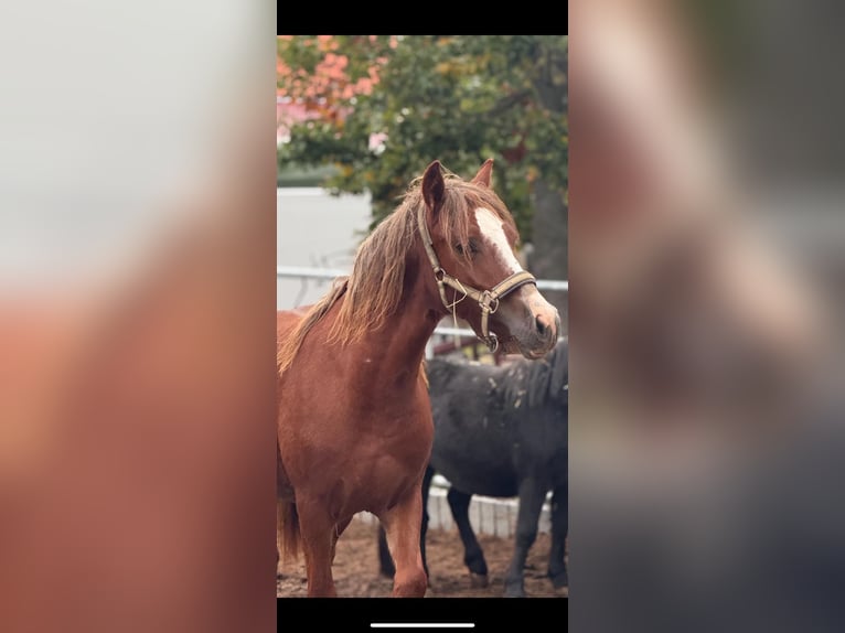 Welsh-C Jument 2 Ans 150 cm Alezan in WeimarWeimar