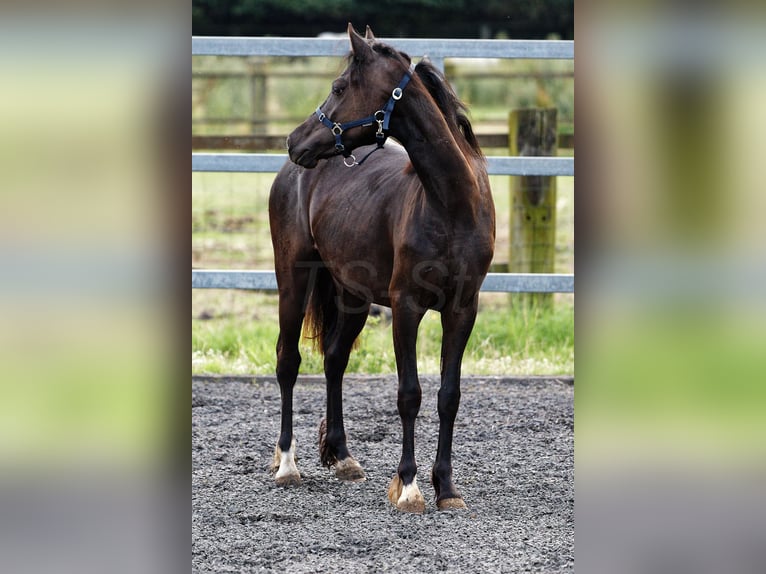 Welsh-C Jument 3 Ans 135 cm Bai brun foncé in Meerbusch