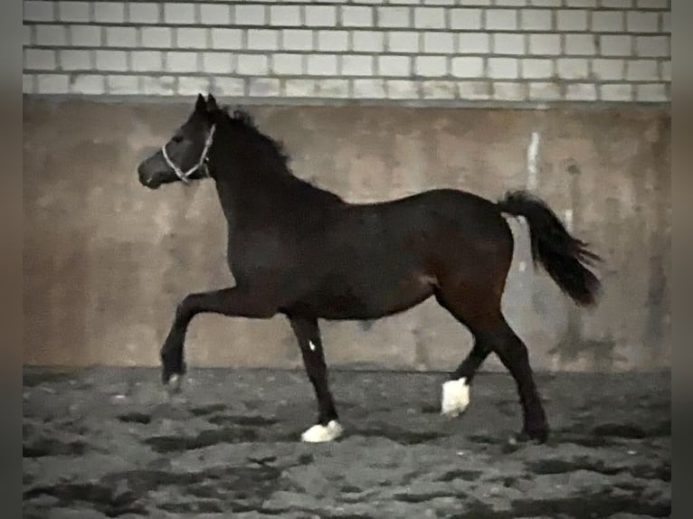 Welsh-C Jument 3 Ans 135 cm Bai brun foncé in Meerbusch