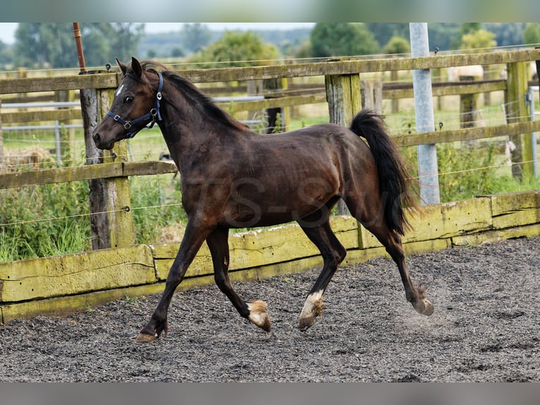 Welsh-C Jument 3 Ans 135 cm Bai brun foncé in Meerbusch