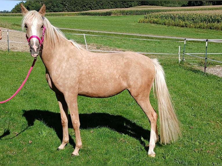 Welsh-C Jument 3 Ans 140 cm Palomino in Probenzing